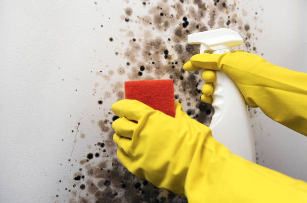 Trusted Longview, WA Mold Removal Experts